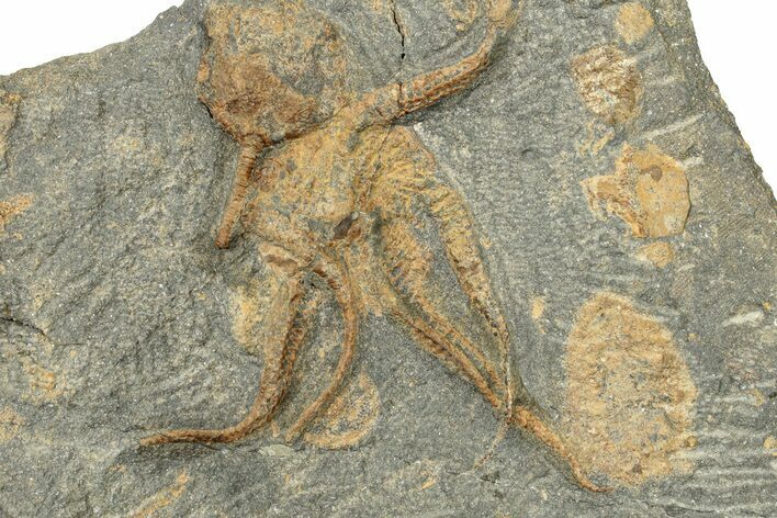 Ordovician Brittle Star (Ophiura) - Morocco #249061
